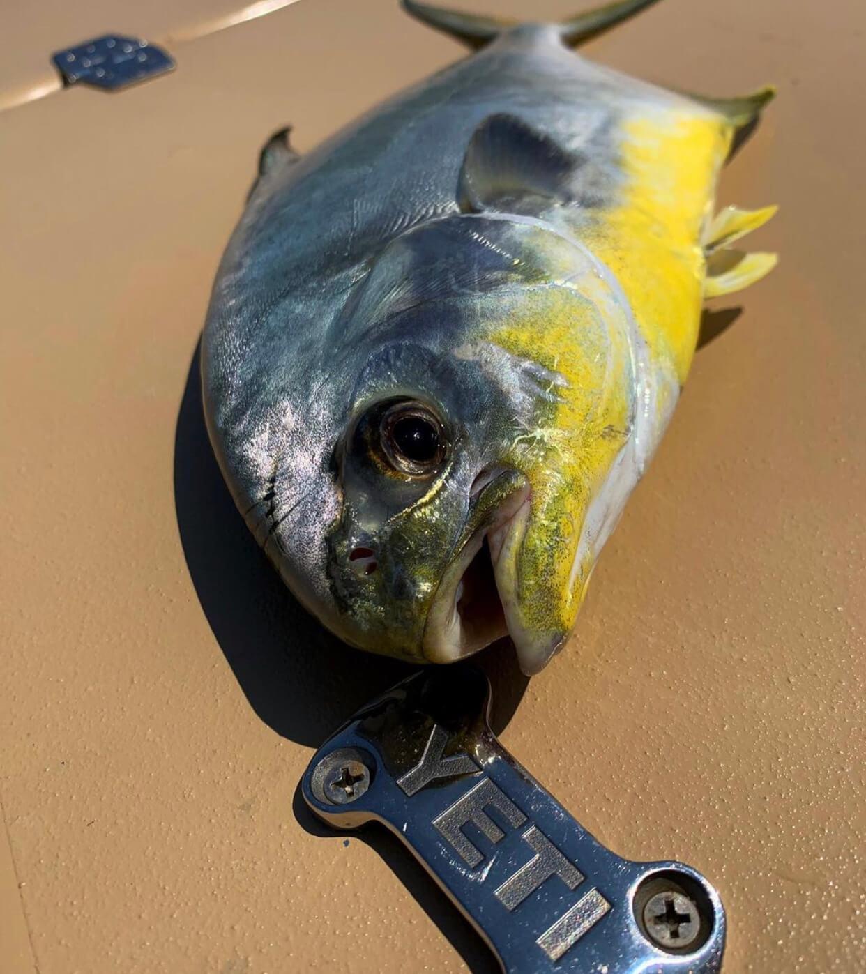Yellow And Silver Fish On Deck Of Boat
