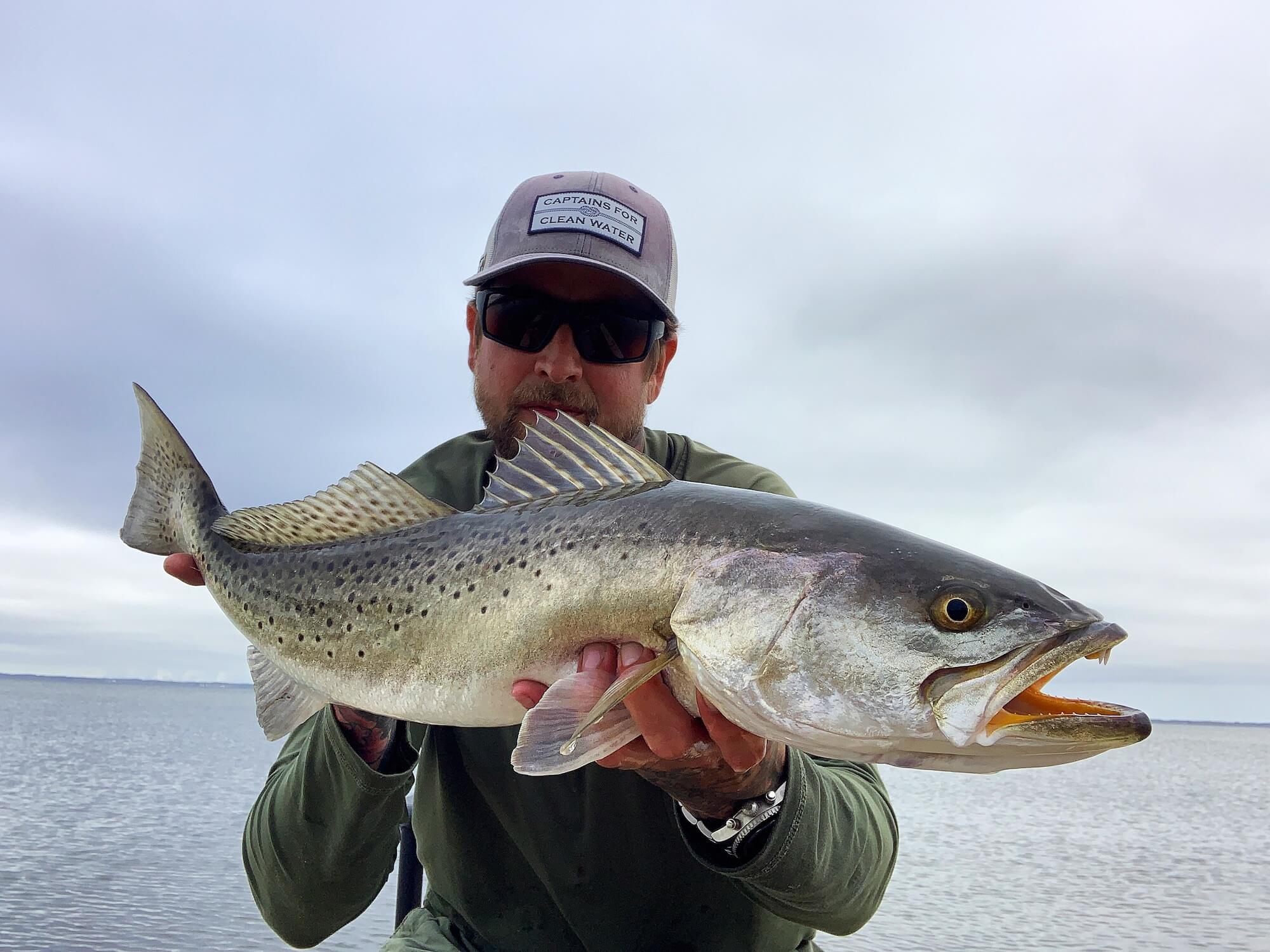 Speckled trout aka Specks find suitable shelter near sand pits