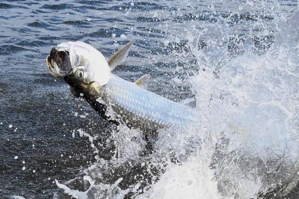 Tarpon Splashing On Fishing Line